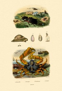 ジュエルワスプ、1833-39 作： French School
